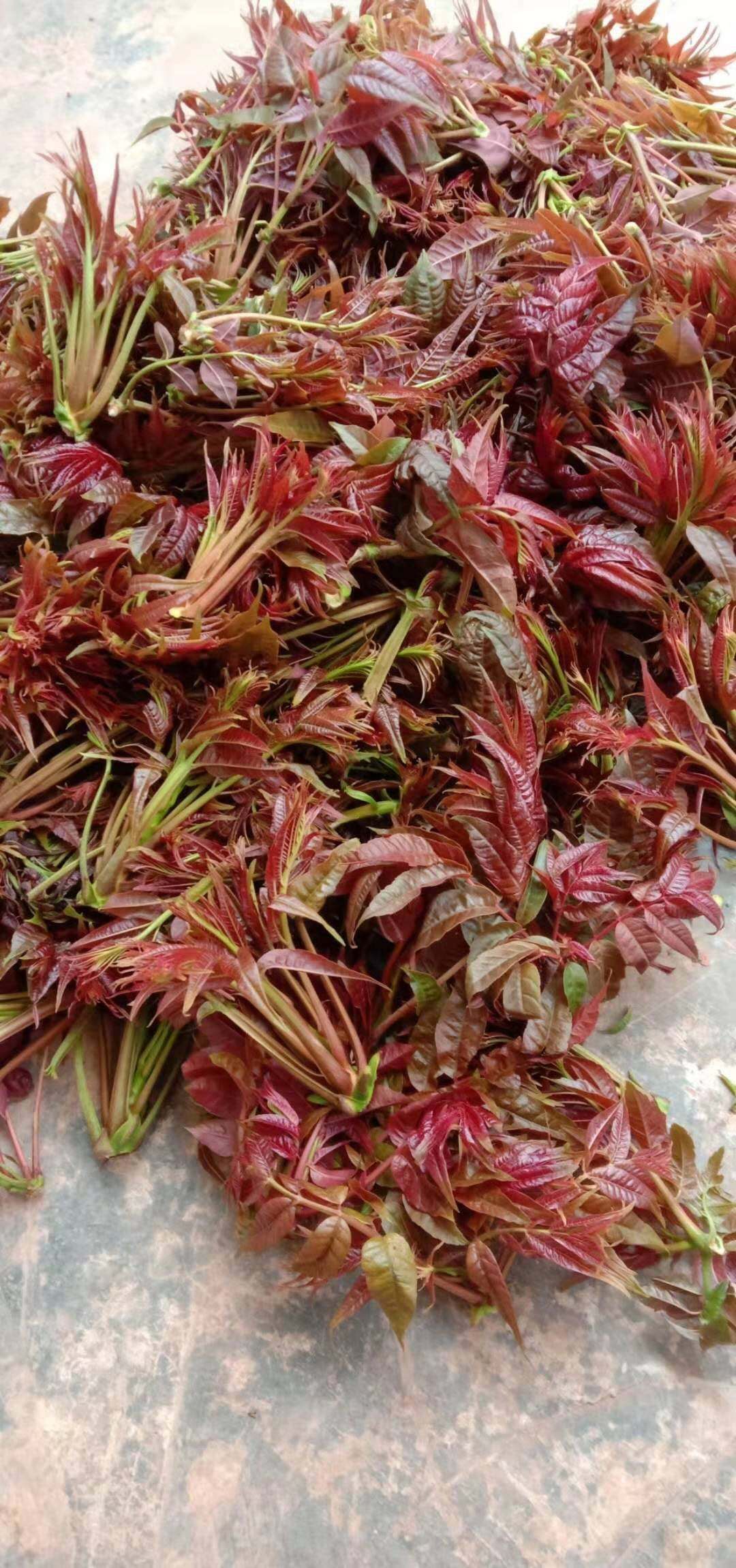 红香椿芽,云南小红椿