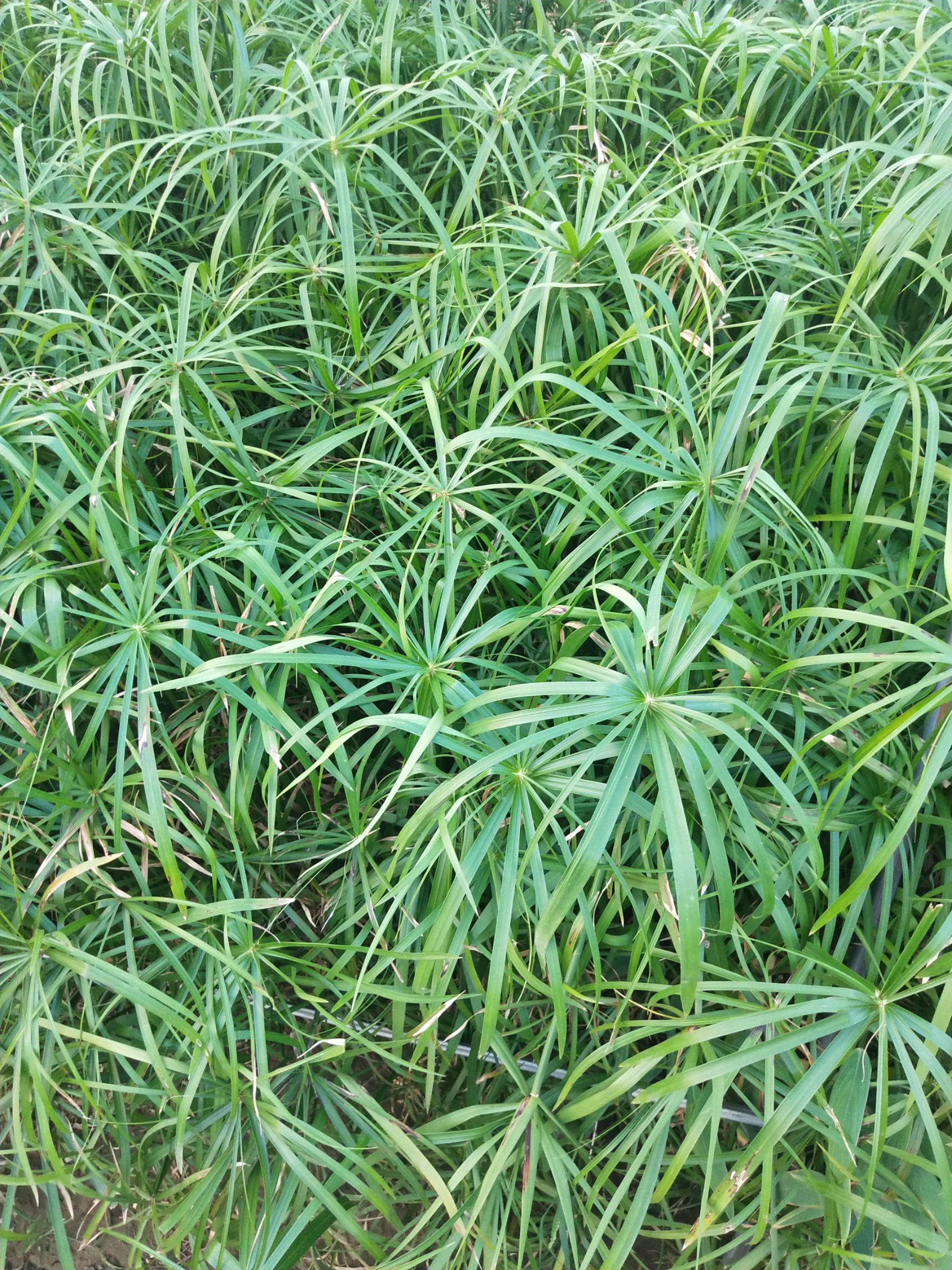旱伞草