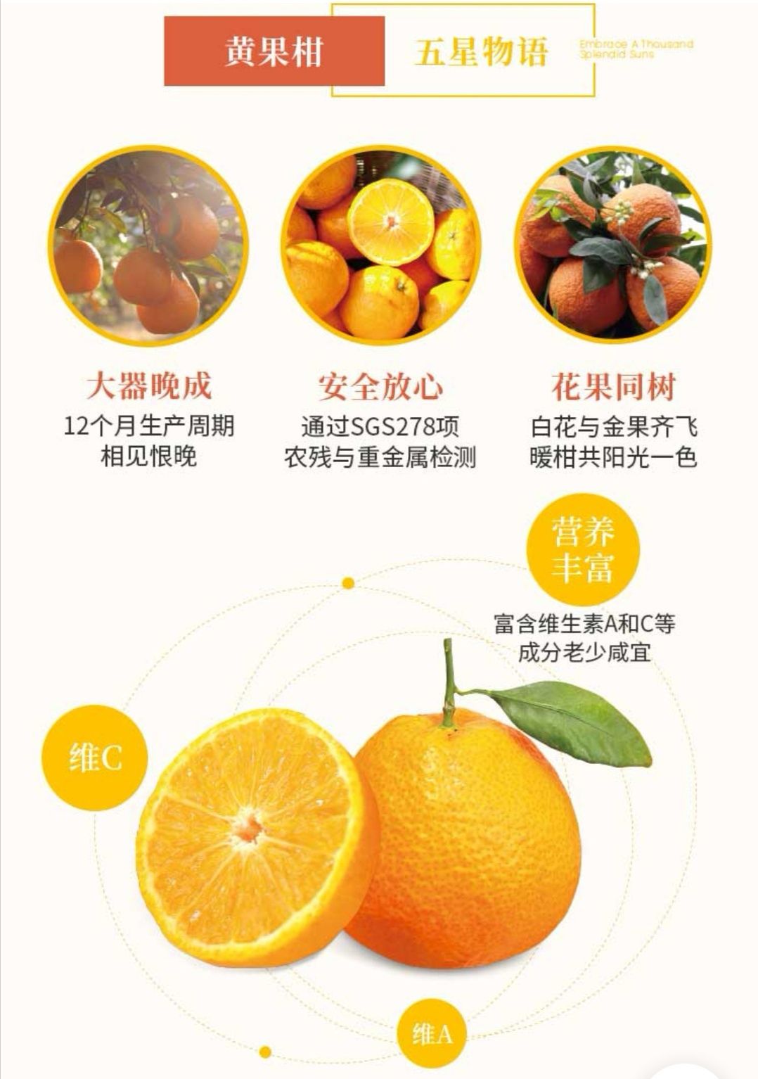 四川雅安石棉县 石棉黄果柑(包运费),味美多汁,vc含量多,现采摘次天发
