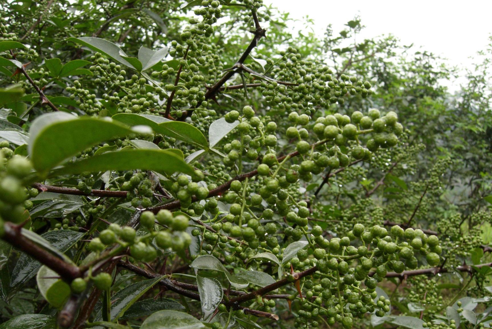 江津花椒出产地,可帮客户代购青花椒和干花椒