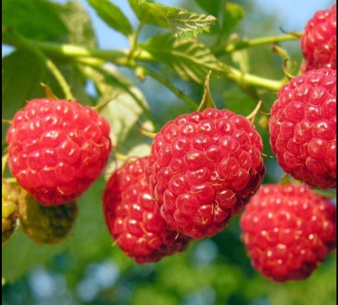红树莓苗 适合南北方种植