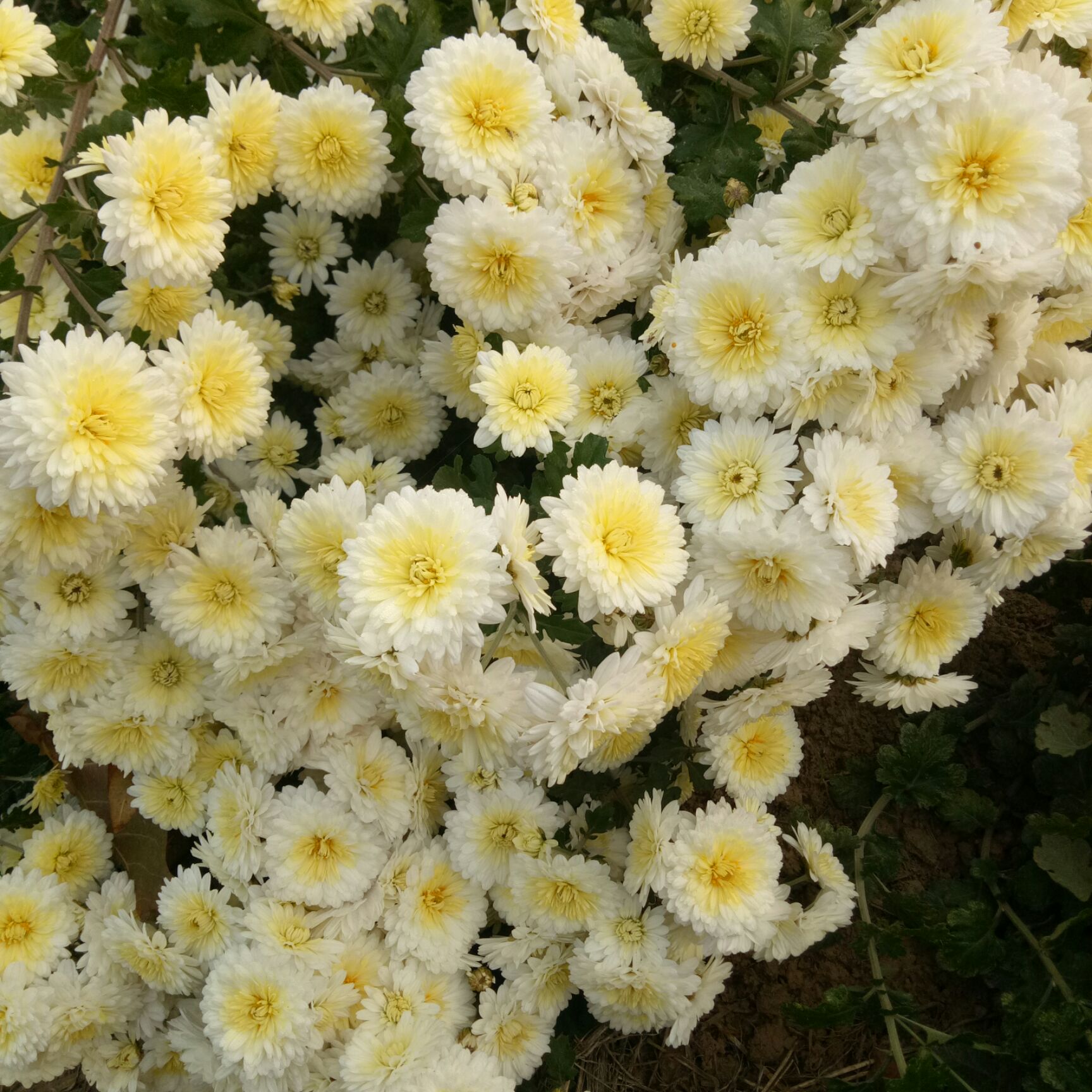 白菊花苗 菊花千千万,认准药用怀菊花