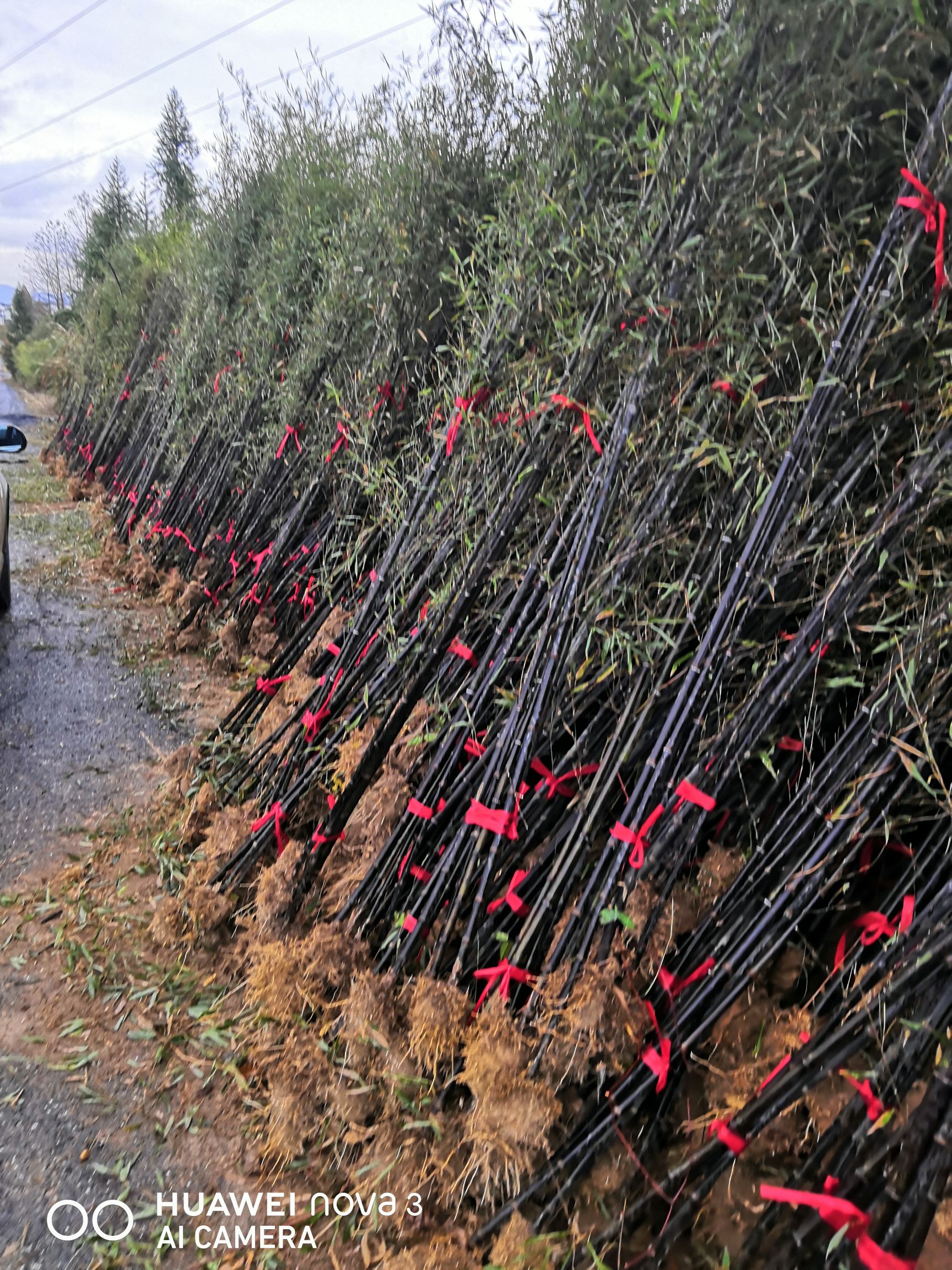 江苏沐之晨建设工程有限公司长年大量供应各种风景观赏绿化工程竹苗