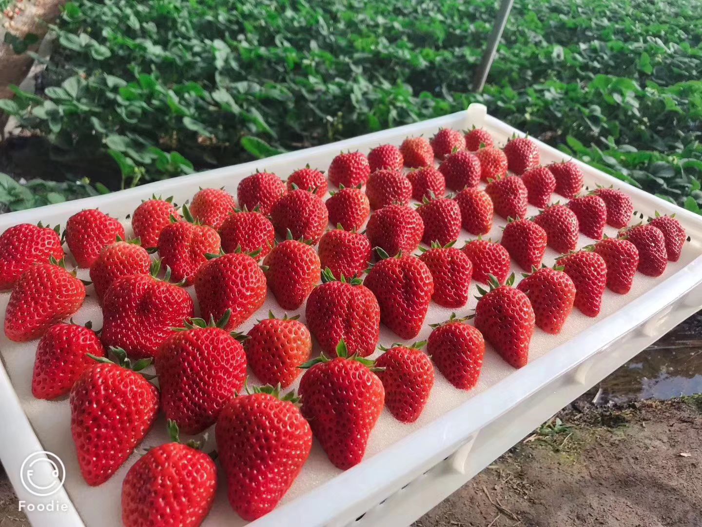 丹东九九红颜草莓有大量货源,诚邀有实力的经销商考察购买.
