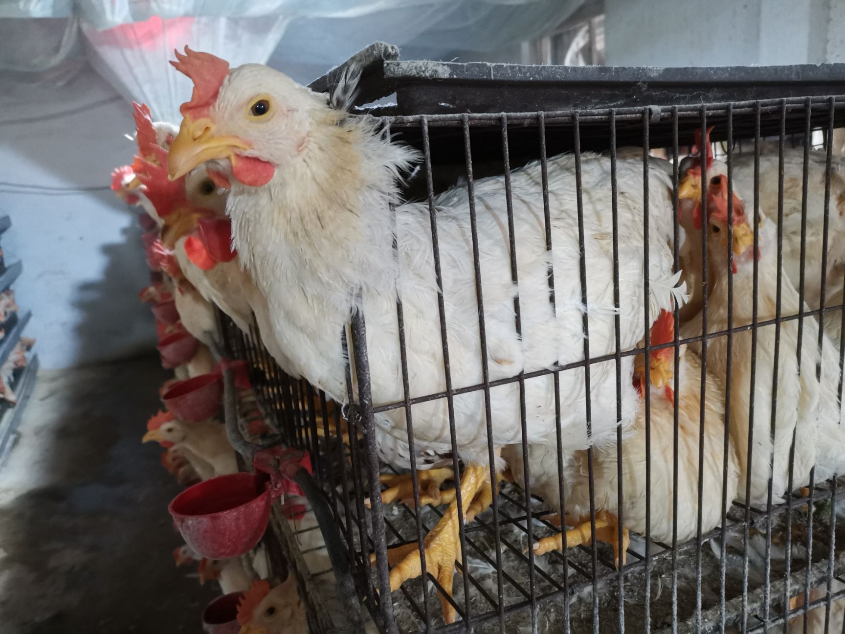 自家养罗曼公鸡肉质鲜美口感极佳直追土鸡