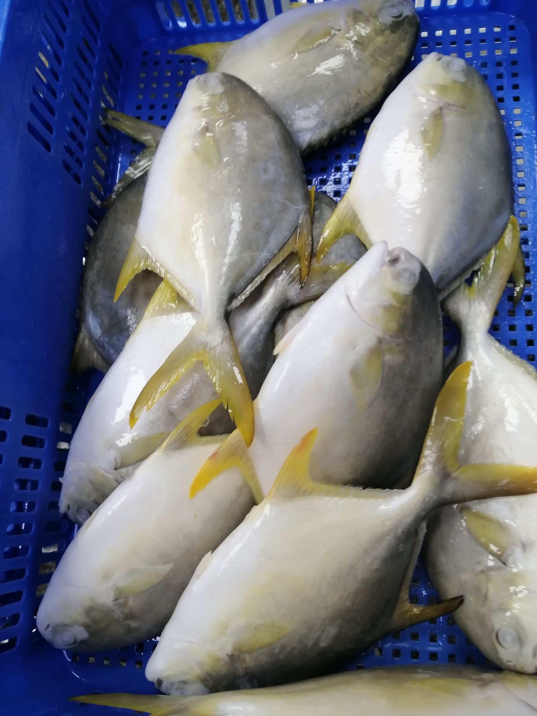 金鲳鱼 金鲳鱼原全整条水产海鲜食品类加工经销批发价格广东湛江市