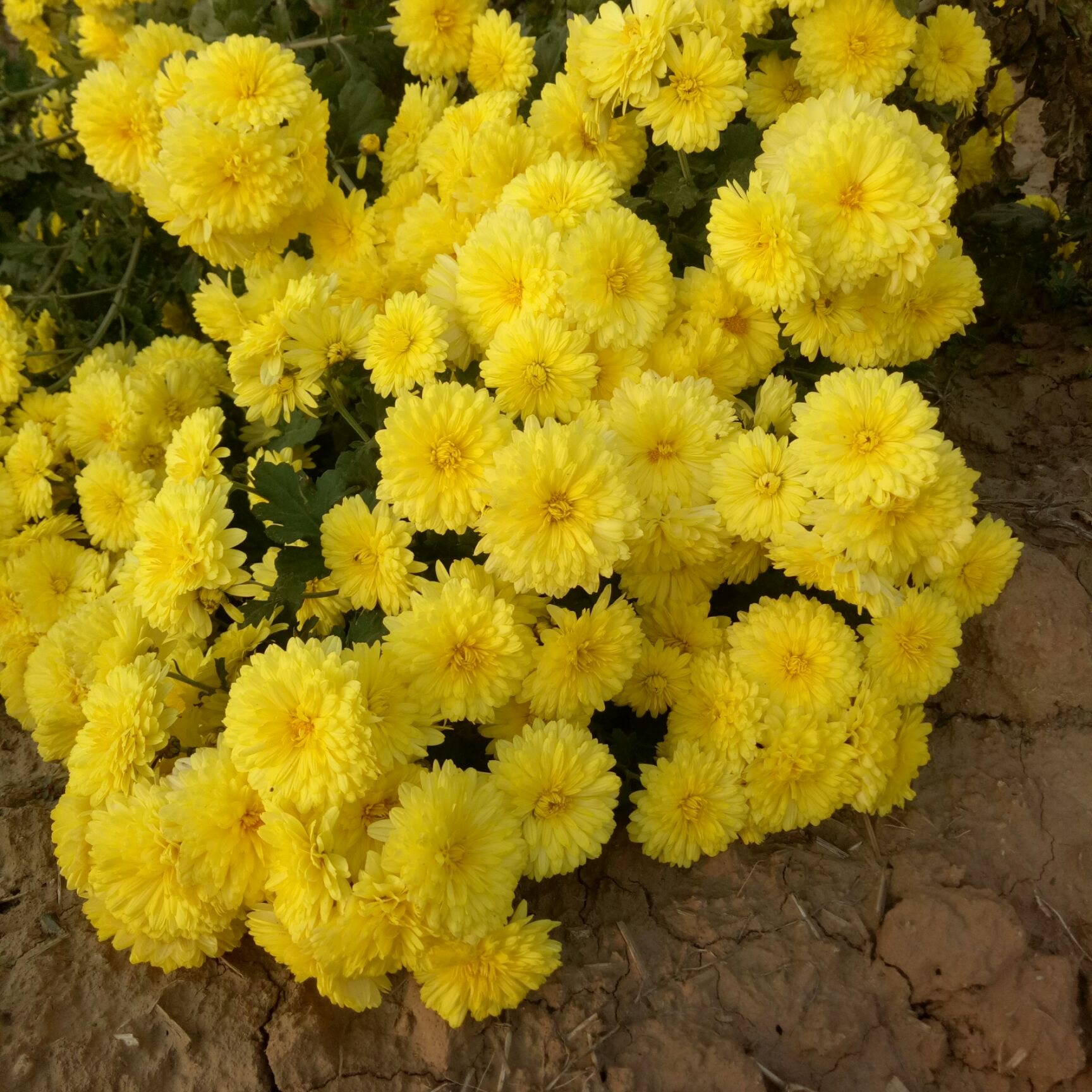 白菊花苗 菊花千千万,认准药用怀菊花