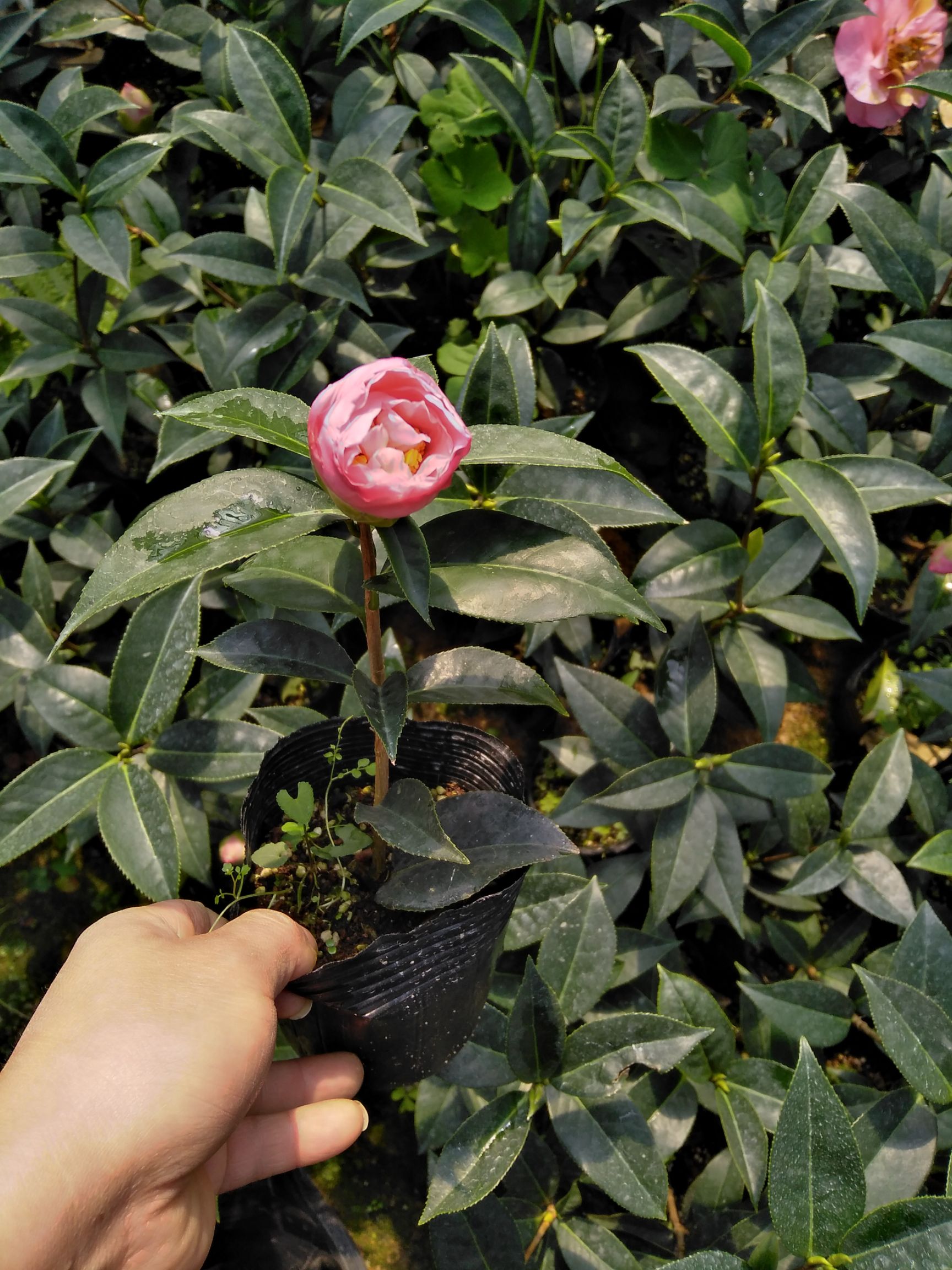 造型福建茶盆栽 品种茶花盆栽,娃丽娜深