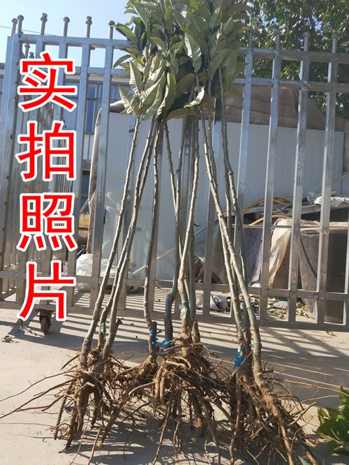 [大红袍板栗苗批发]大红袍板栗苗 嫁接板栗苗板栗树苗