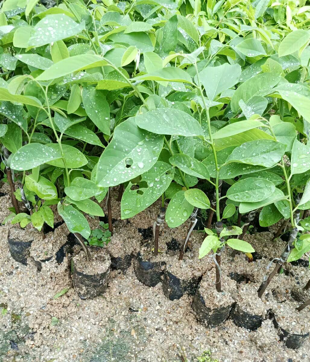 番荔枝苗 台湾释迦果苗 番荔枝树苗嫁接水果苗佛陀果树苗南方种植盆栽