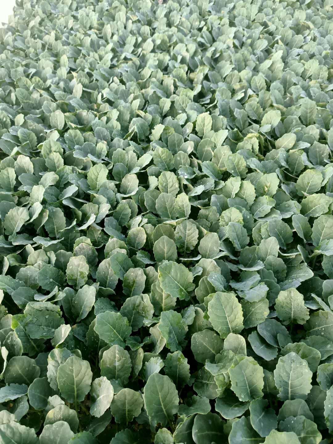 包菜苗 甘蓝苗,莴笋苗,京白菜苗,松花苗等大量现货,量大从优