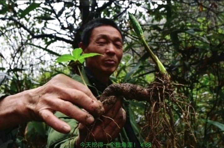 [重楼苗批发]重楼苗 独角莲别名七叶一枝花(深山寻宝)