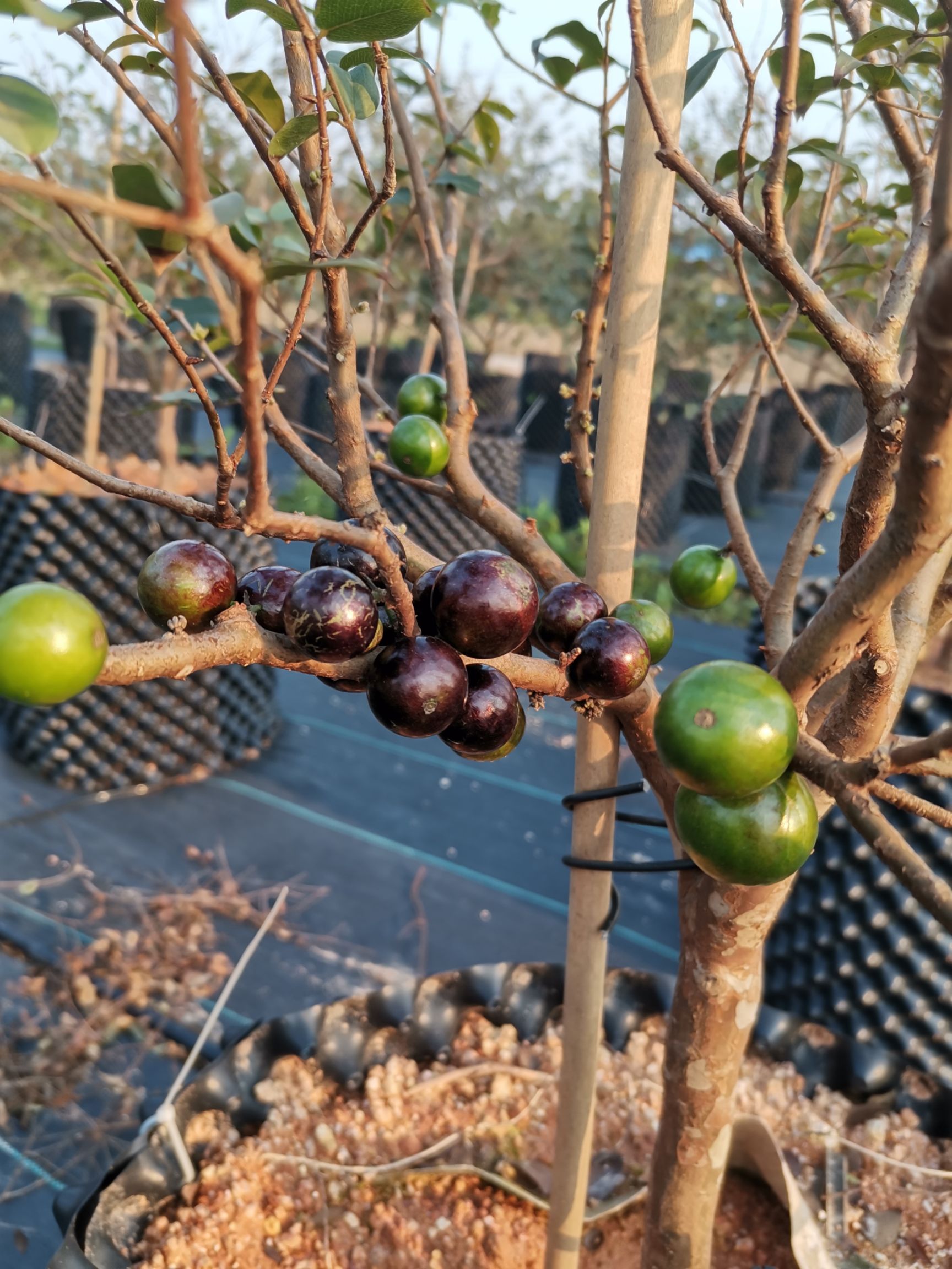 嘉宝果苗嘉宝果树苗台湾巴沙早生艾斯卡嘉宝果树盆栽地栽树苗