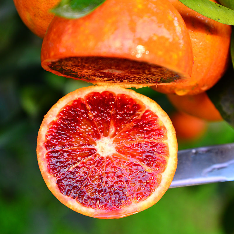 塔罗科血橙 【2020新品上市】正宗塔罗科红肉血橙孕妇水果新鲜上市