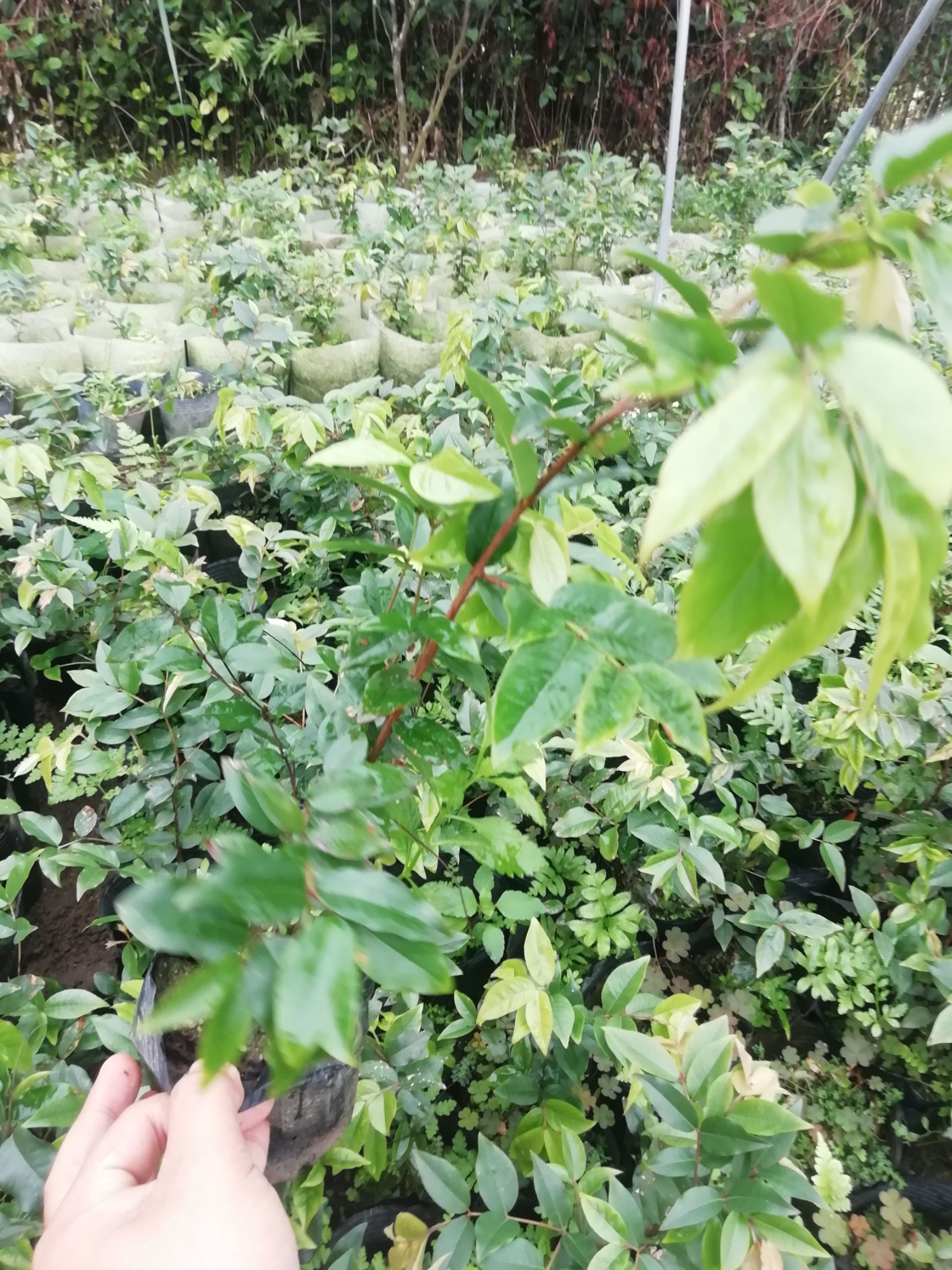 嘉宝果树苗 艾斯卡嘉宝果苗四季红妃嘉宝果 树葡萄苗四季早生苗