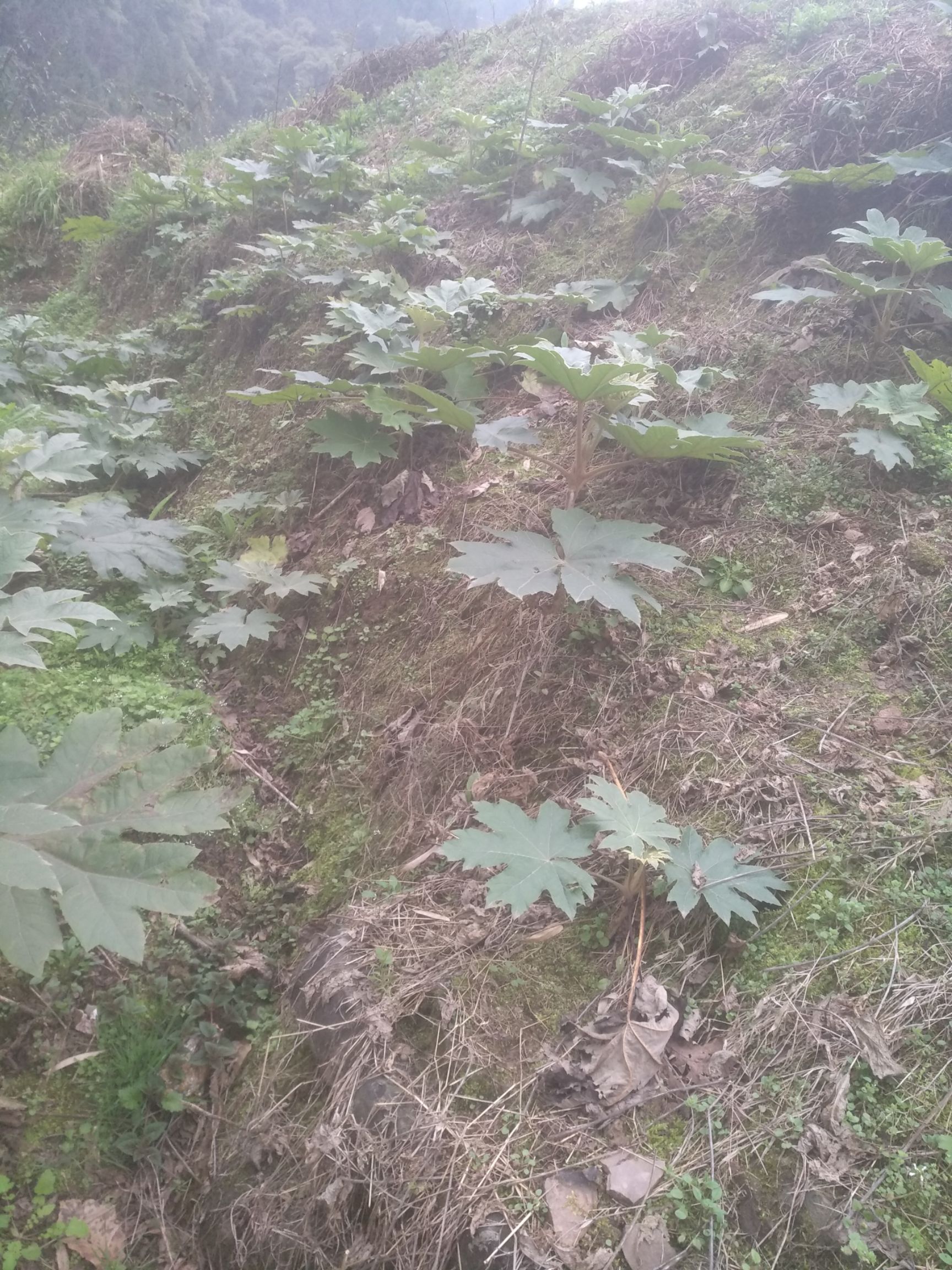 通心草大通草品样好已经种植了好多年了