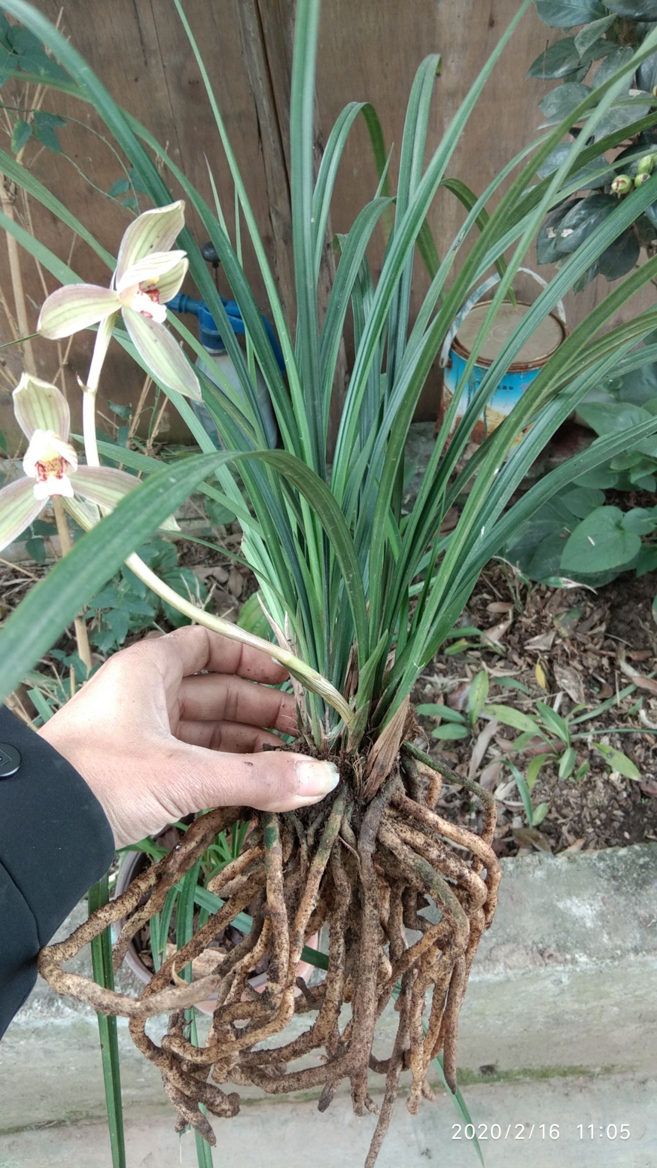 荷型春剑兰花老桩苗