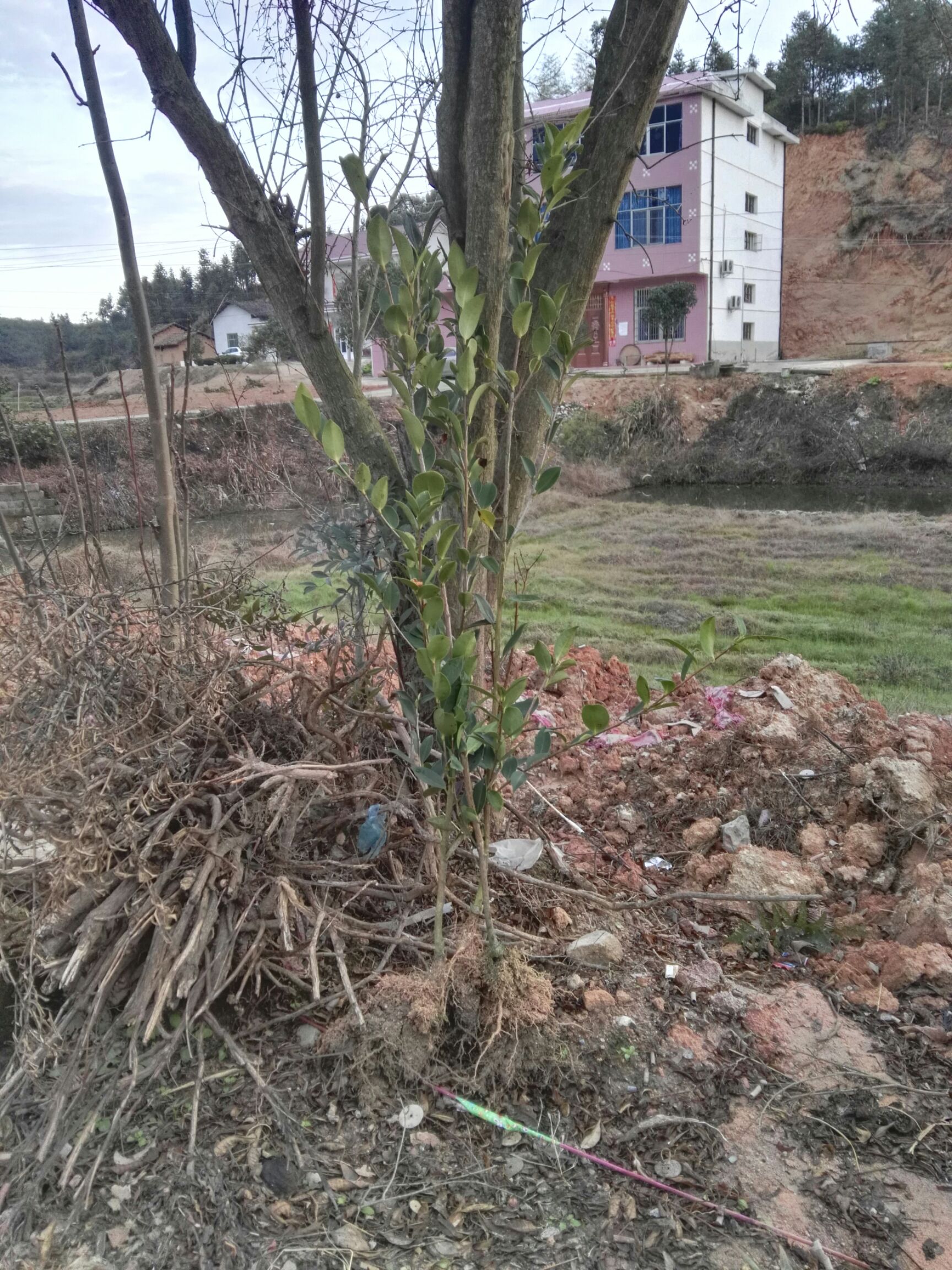 油茶苗 二年生嫁接油茶裸根苗,数量10万左右