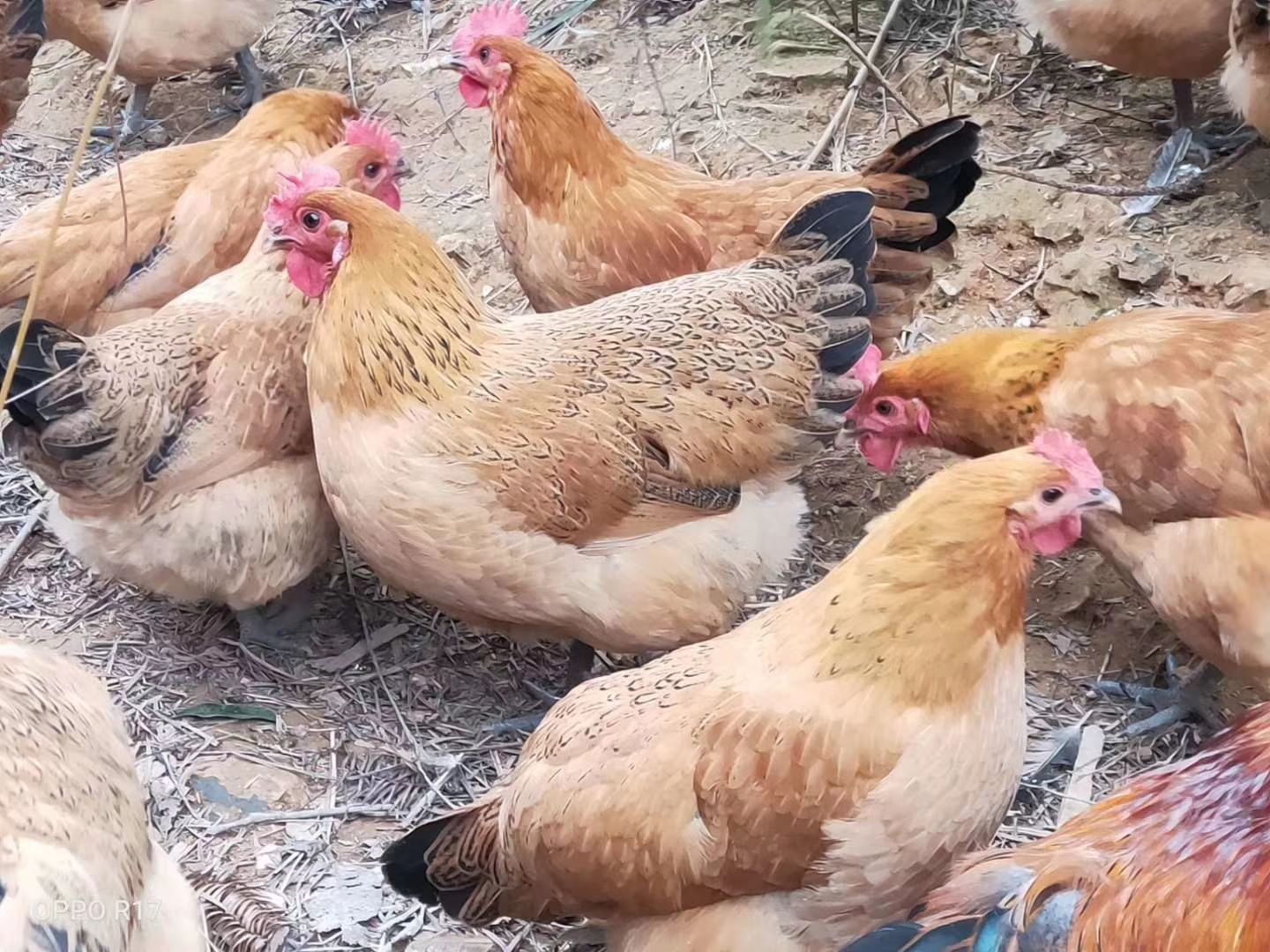 巴山土鸡品种 粮食鸡 放养鸡 跑山鸡 农民鸡