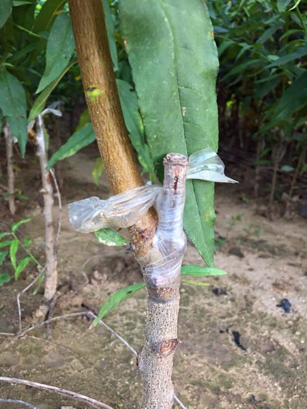 嫁接桃树苗 蟠桃嫁接苗基地直销量大现挖现卖适合南北方种植