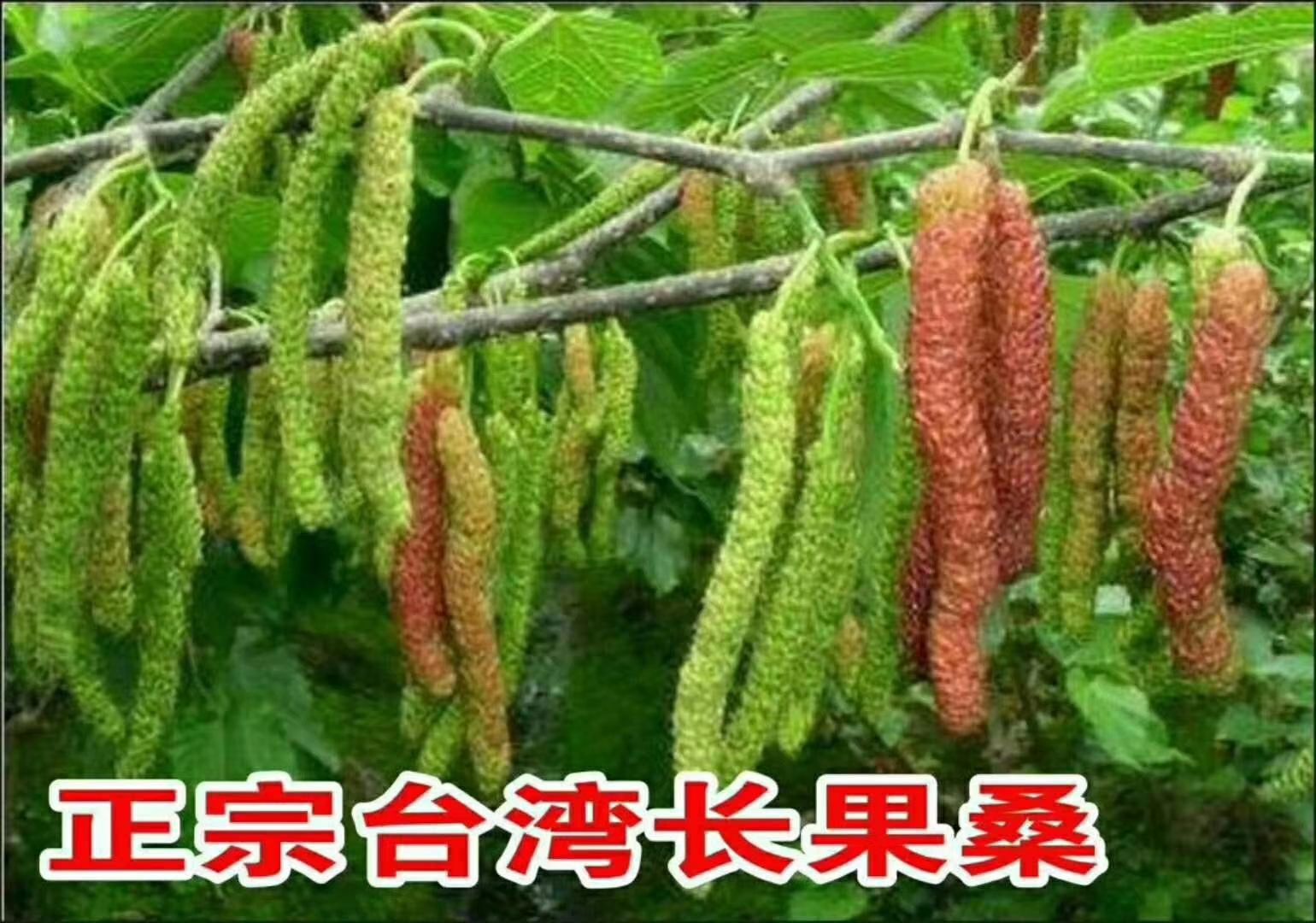 长果桑苗 桑果苗长桑果苗大桑果苗四季长果桑 十大无籽大果桑 桑葚苗