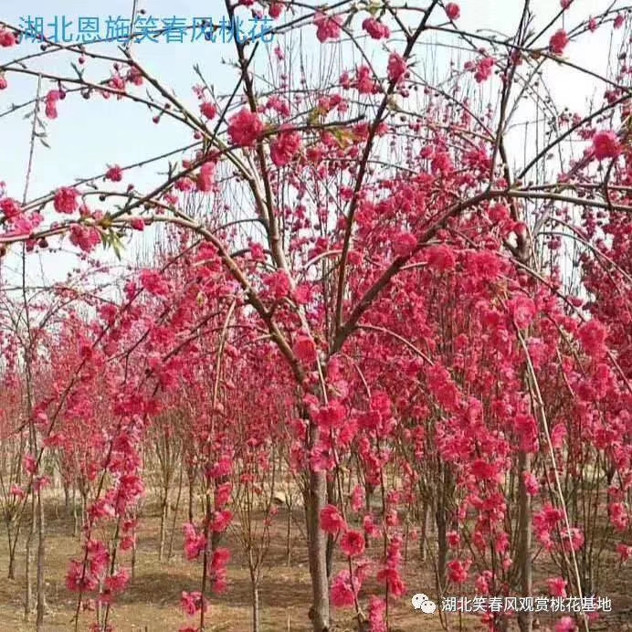 桃花苗桃花树批发品种80多个红雨垂枝桃花碧桃