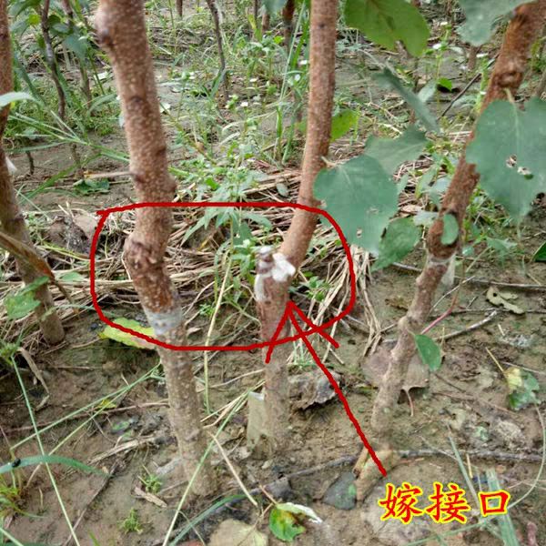 凯特杏苗 凯特杏树嫁接苗基地直销量大现挖现卖适合南北方种植