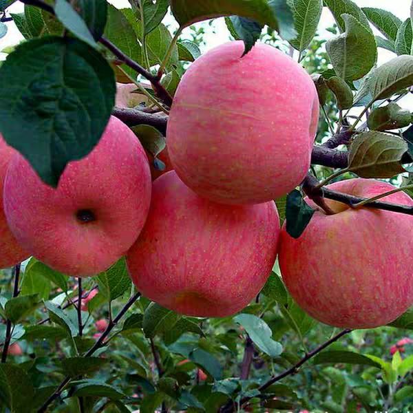 烟富10苹果苗 烟富10苹果嫁接苗基地直销量大现挖现卖适合南北方种植