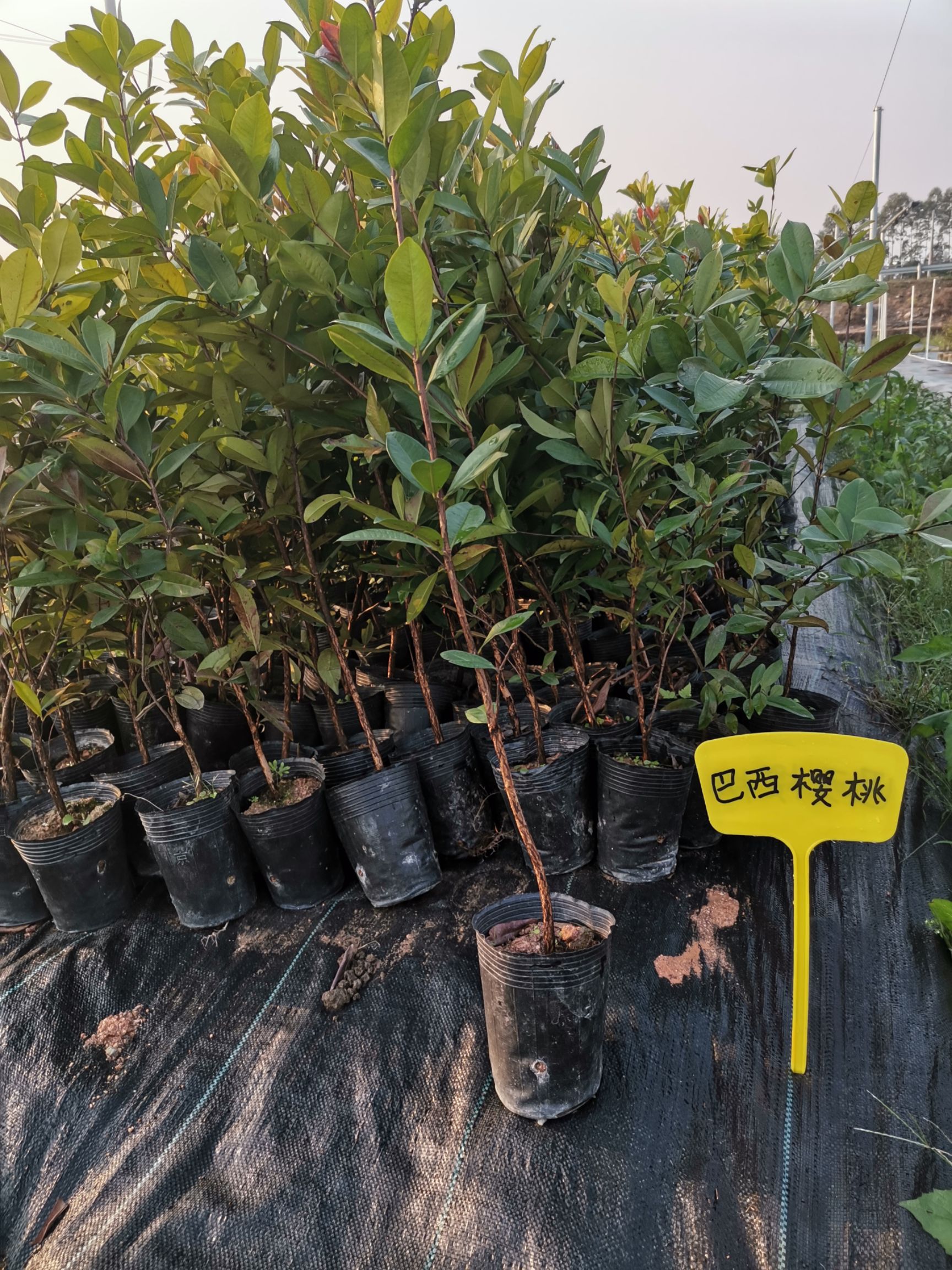 巴西樱桃苗大果黑玫瑰樱桃苗巴西甜樱桃苗南北方种植可盆栽带土带叶