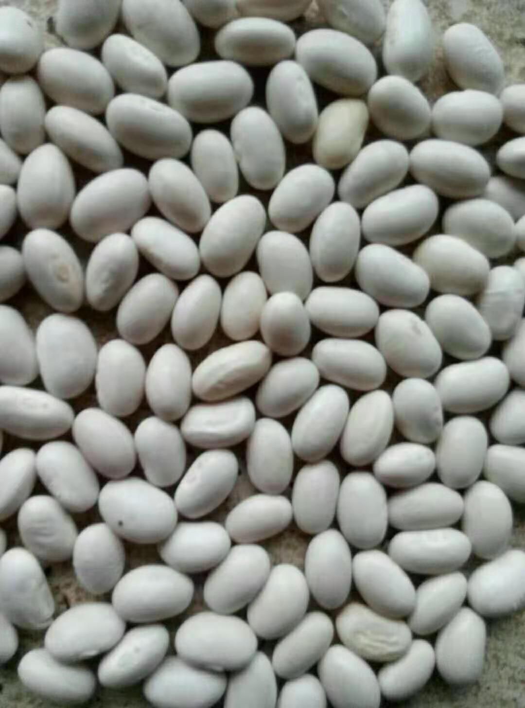 小白芸豆