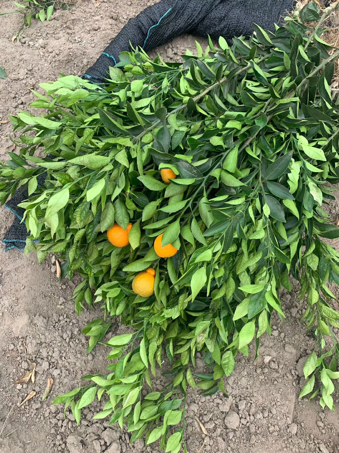 不知火苗 不知火丑柑苗杯苗,裸根脱毒苗
