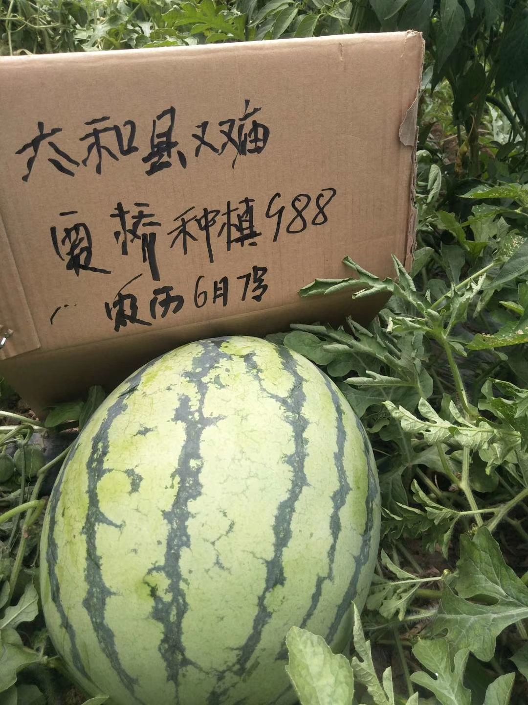 申抗988(抗重茬美都类型)西瓜种子