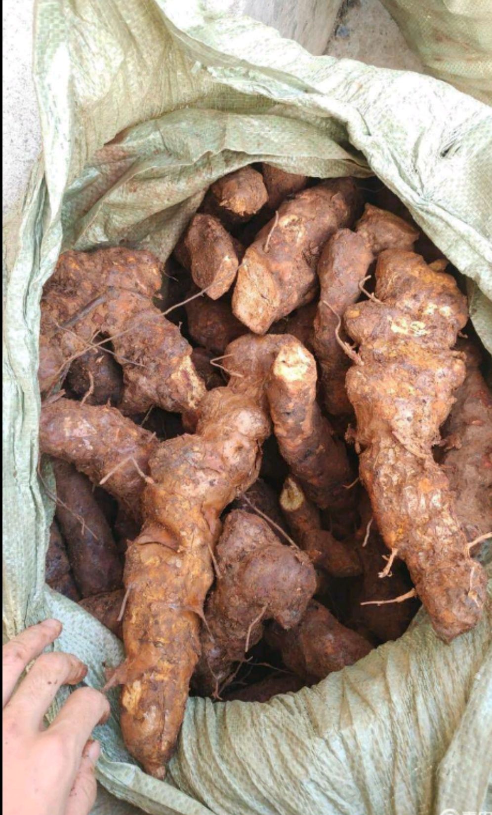 中药土茯苓