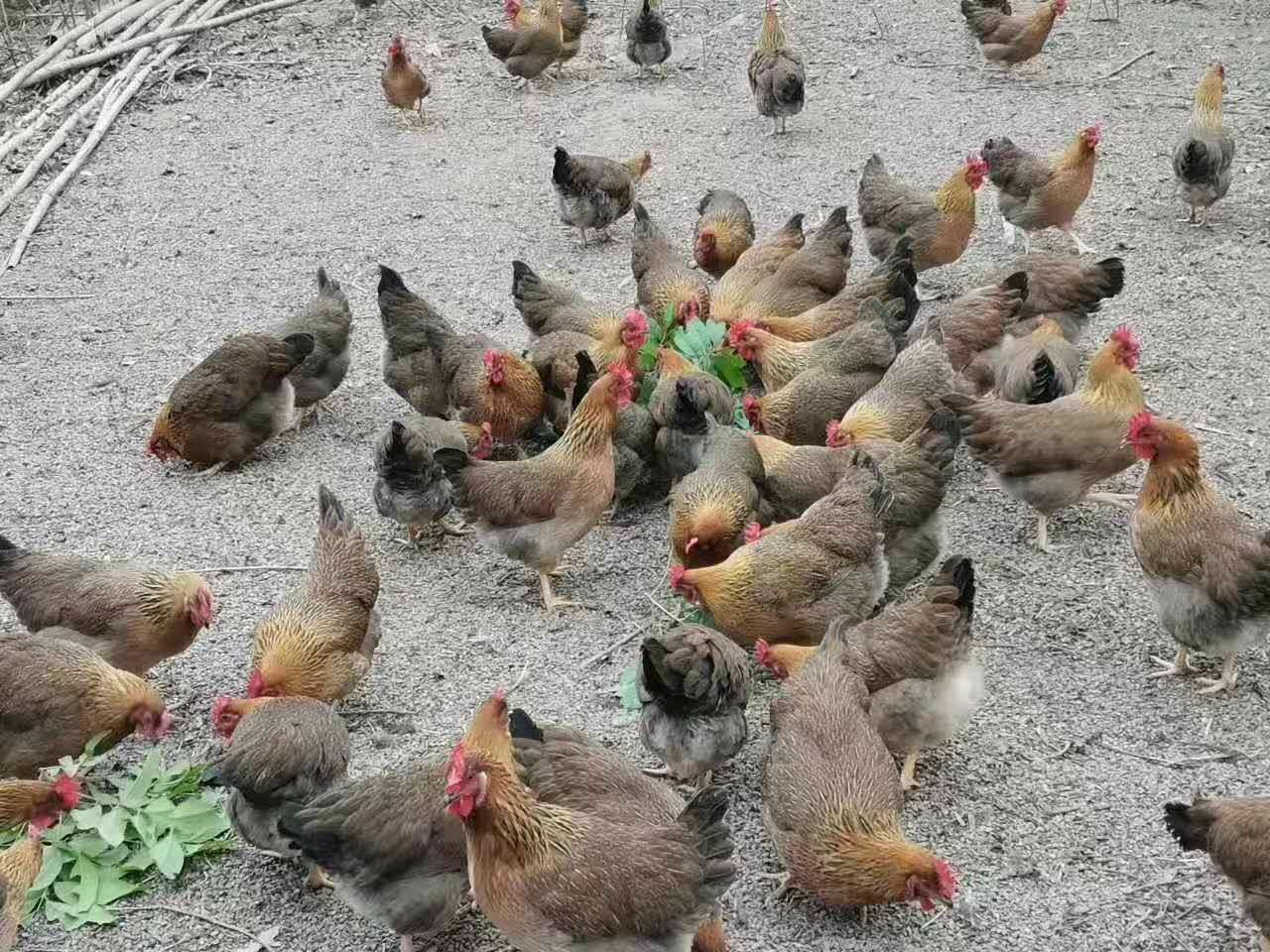 麻鸡 清远麻2公 麻鸡苗