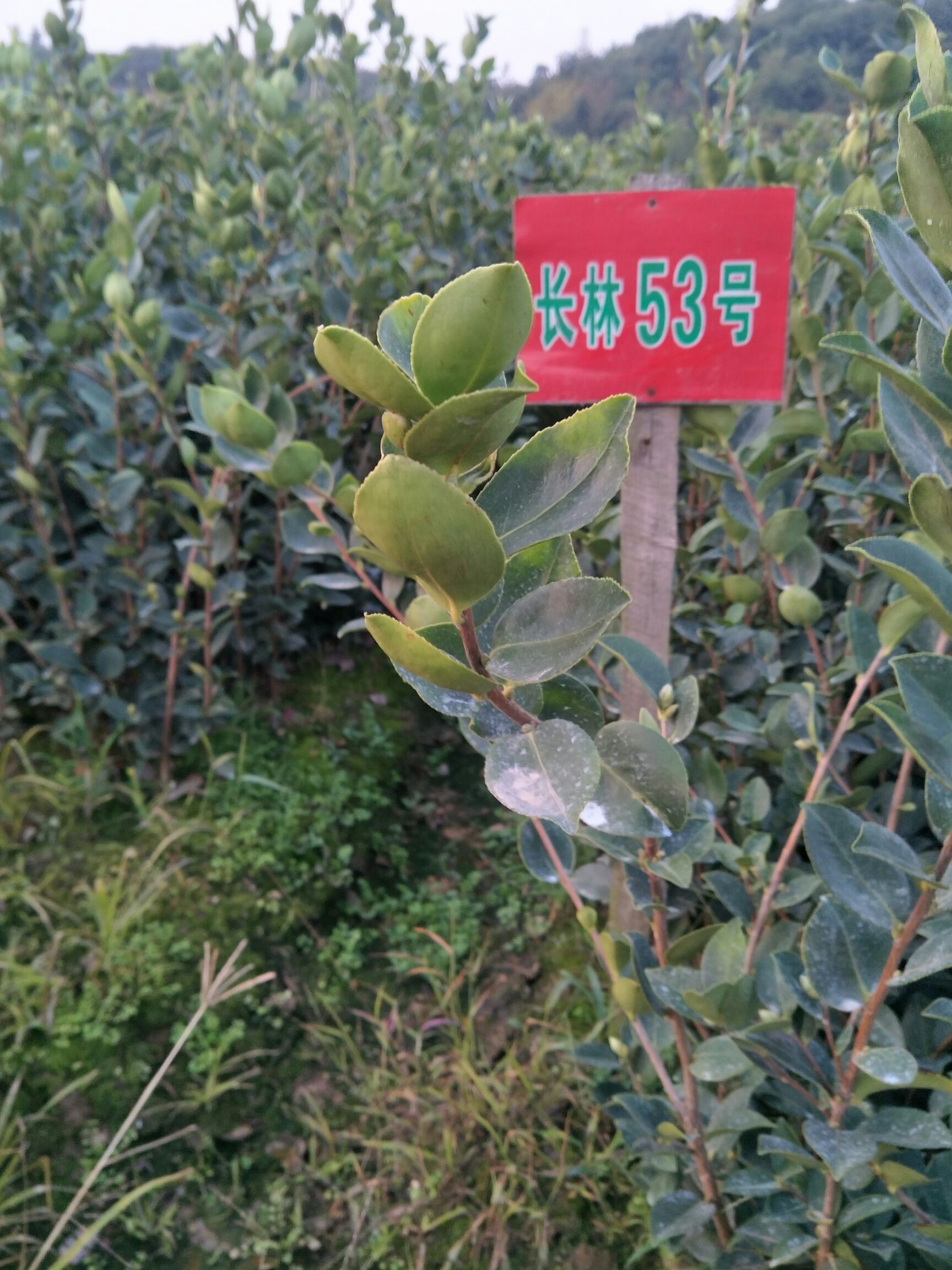 油茶树苗出售长林34184053赣石834等品种