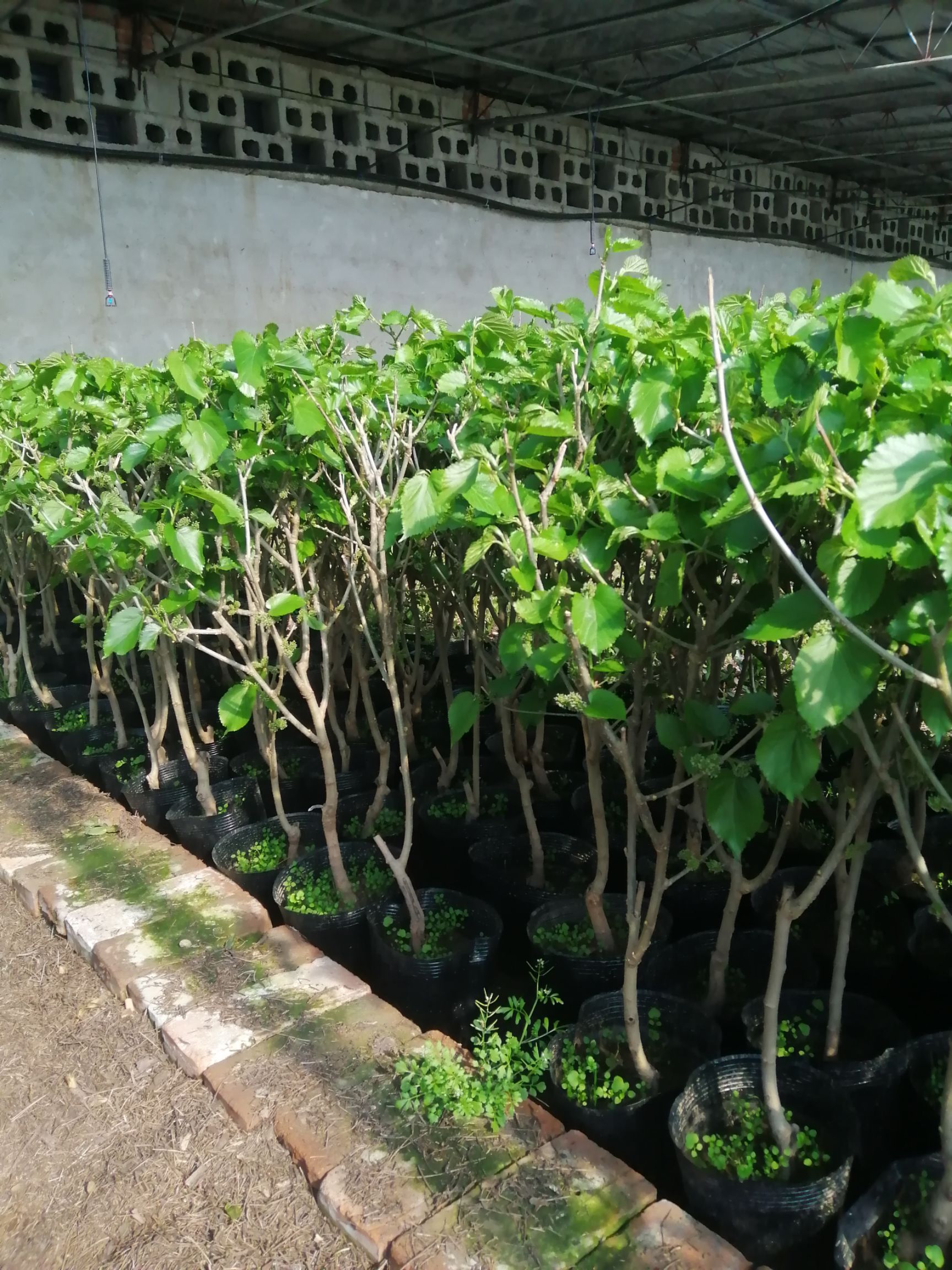 供应大厅  种子种苗  桑树苗   商品详情 桑葚(sāng shèn),又名桑椹