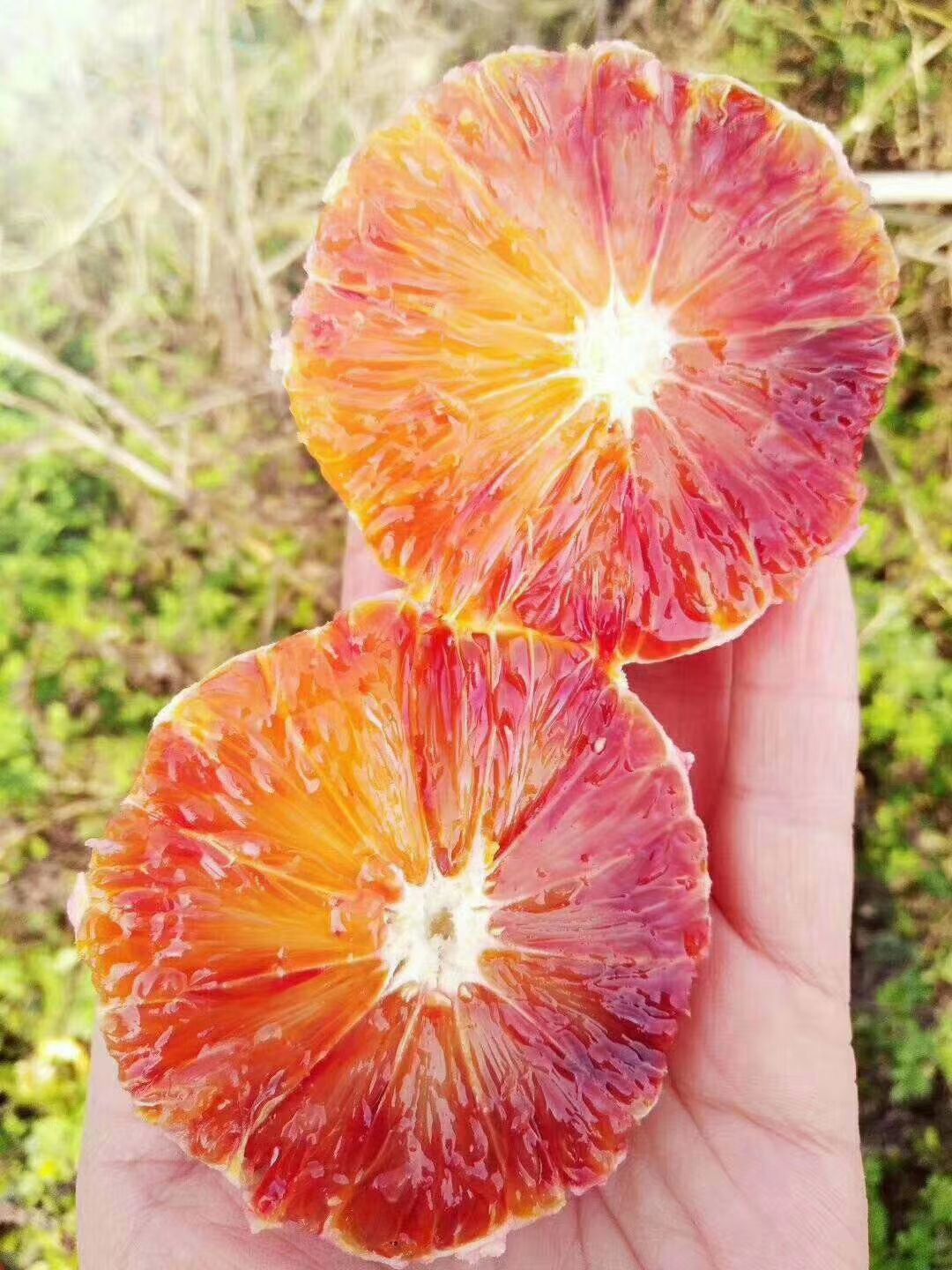 塔罗科血橙 血橙 55 - 60mm