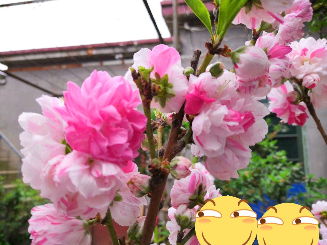 洒红撒红碧桃花桃 双色桃花苗 绿化