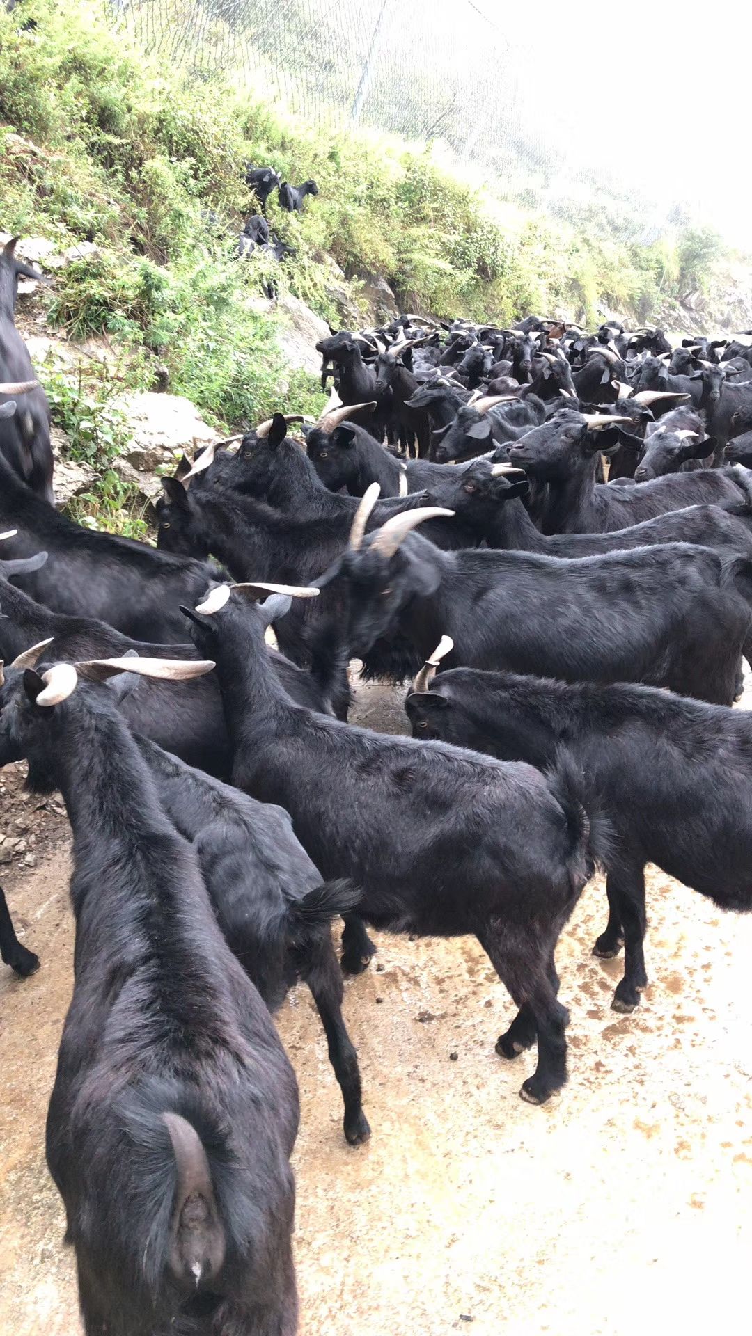 贵州本地黑山羊,30–50一斤