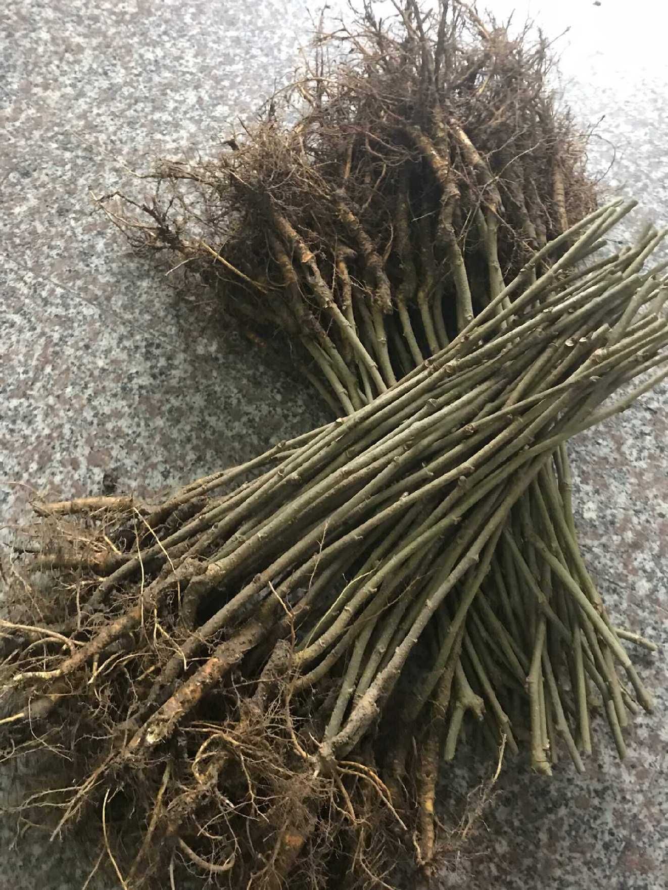黑珍珠桑树苗