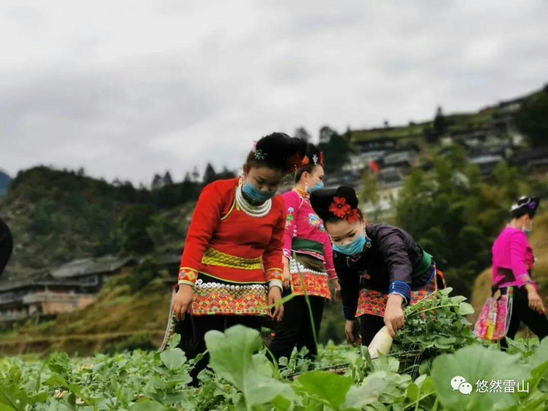 贵州黔东雷山县 脱贫攻坚:10万斤白萝卜