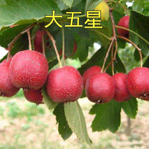 大金星山楂树苗 大五星山楂嫁接苗基地直销量大现挖现卖适合南北方