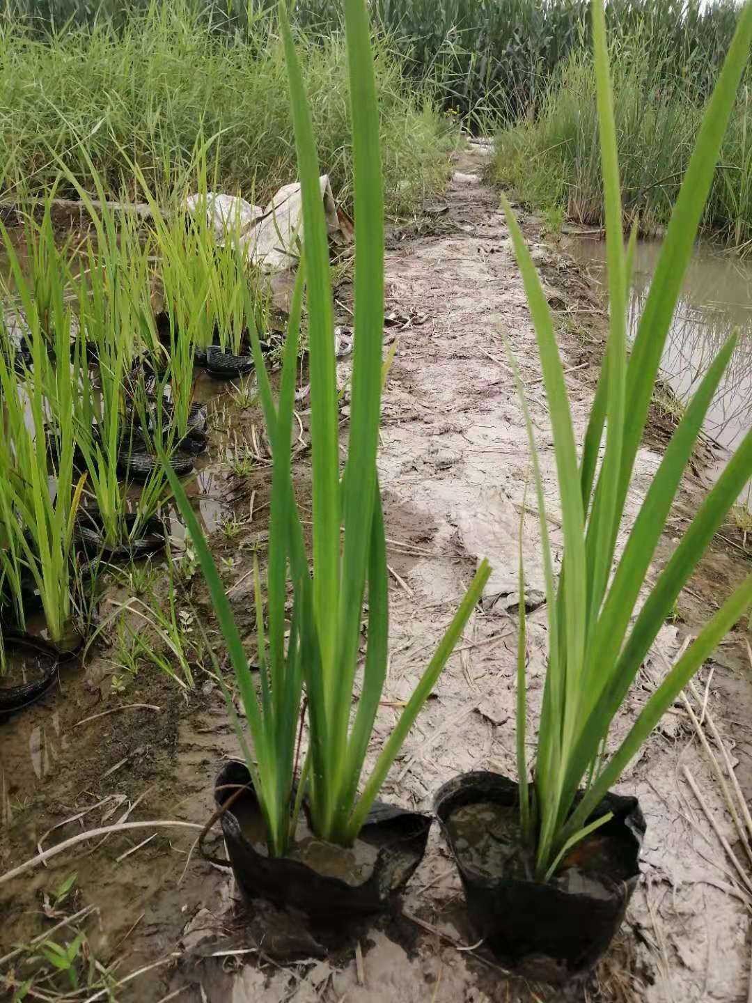 水菖蒲 小香蒲,香蒲