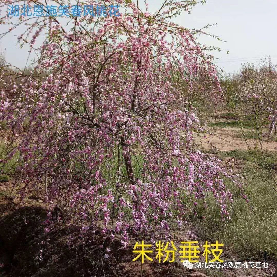 桃花苗 碧桃 观赏性桃花品种齐全