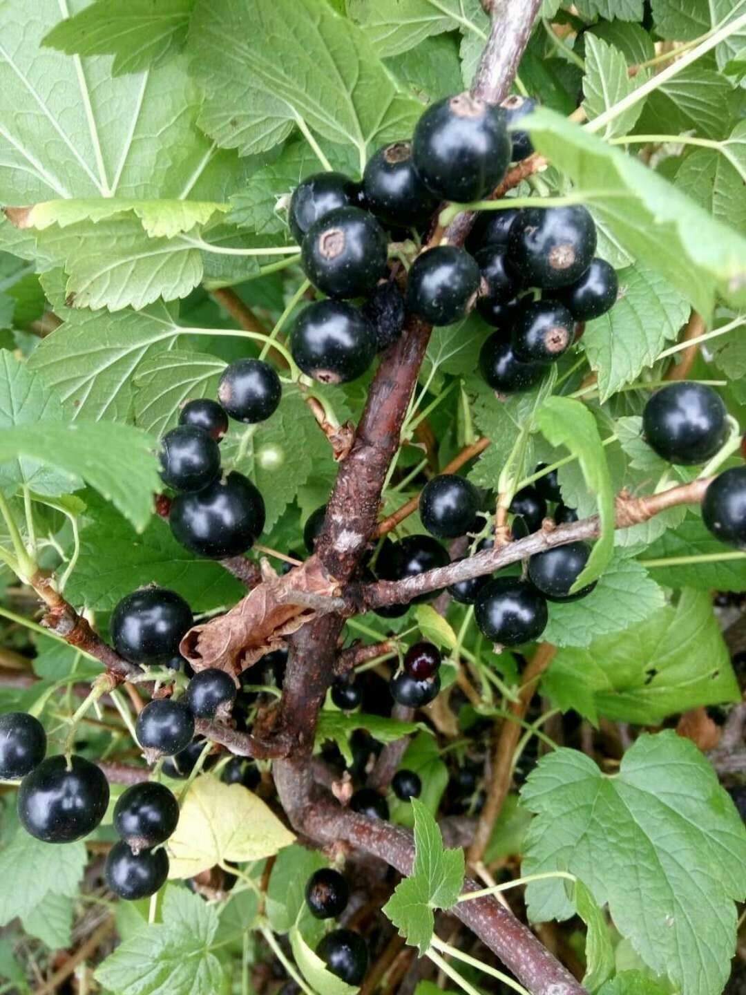 黑加仑苗 黑加仑 黑加仑葡萄树苗 一到三年苗 带苞发货 包成活