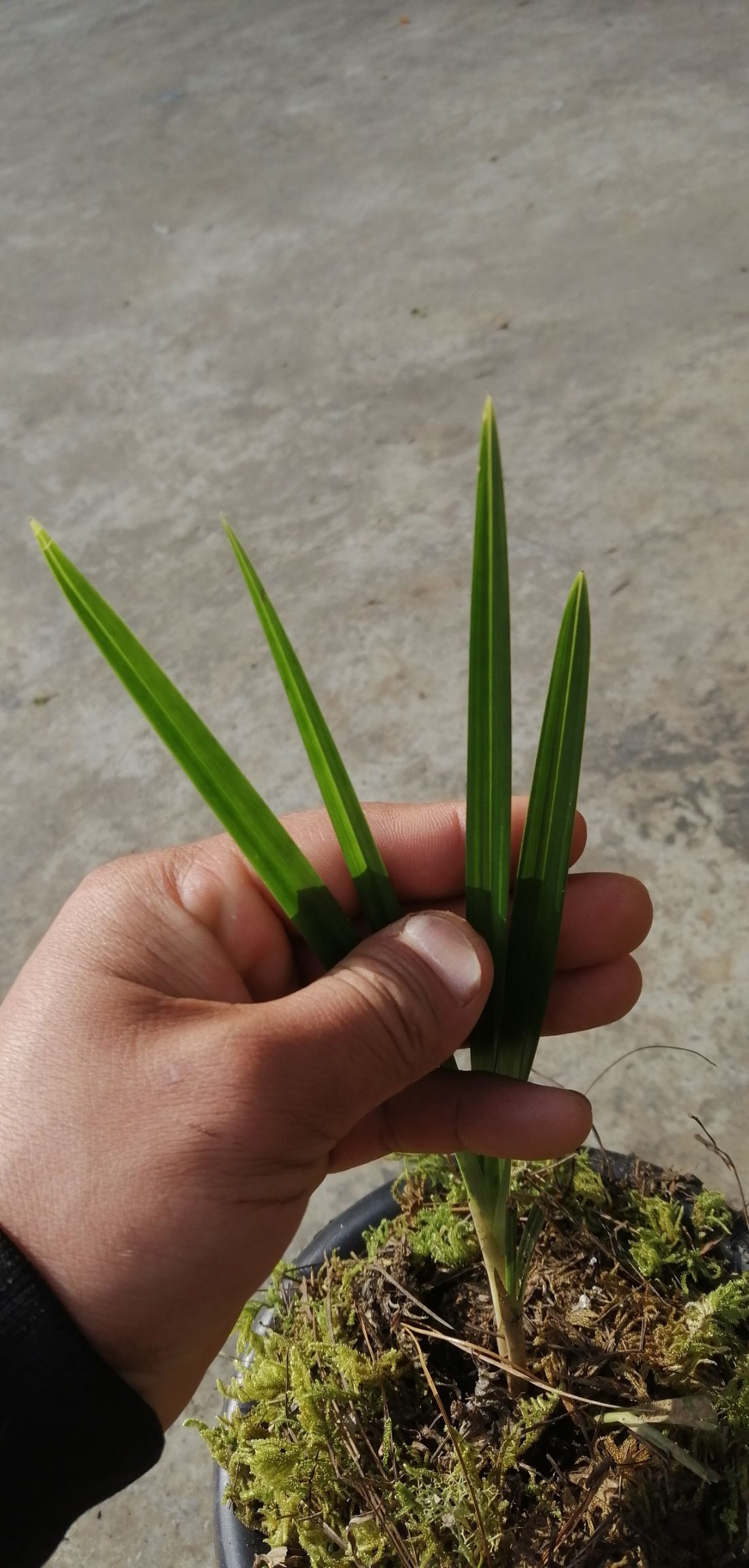 供应大厅  苗木花草  兰花                   商品详情