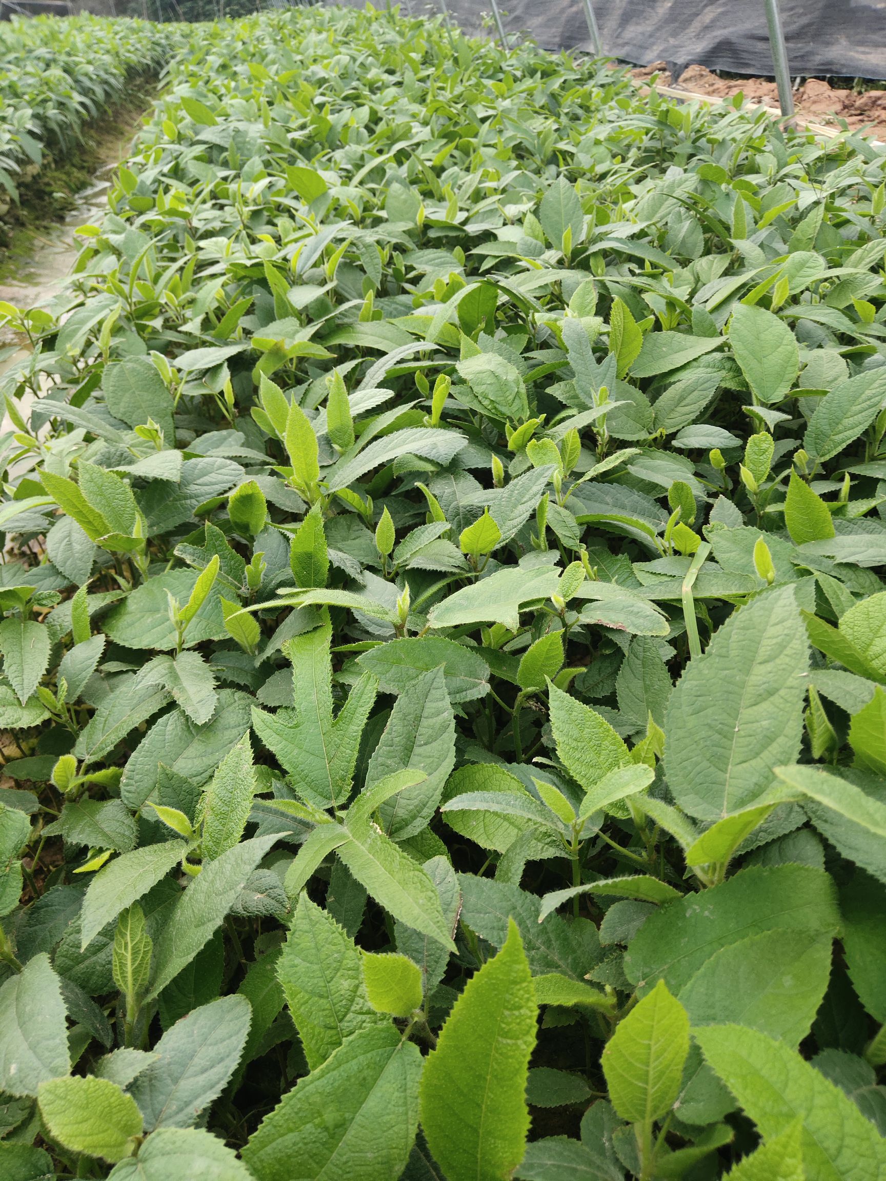 五指毛桃苗好种植好管理效益快