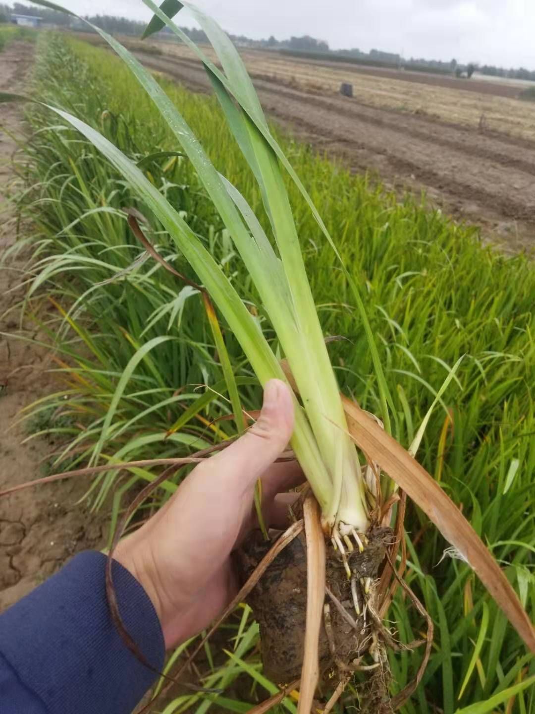 水菖蒲 小香蒲,香蒲