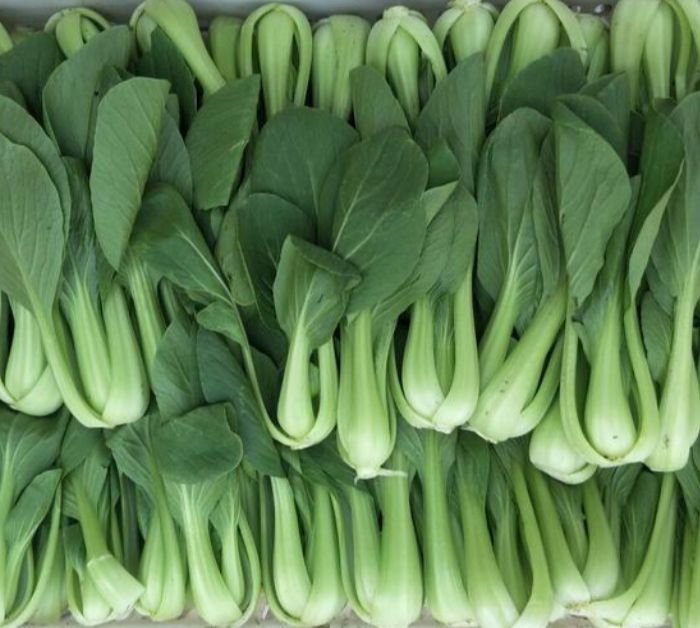 上海青 白菜,青菜
