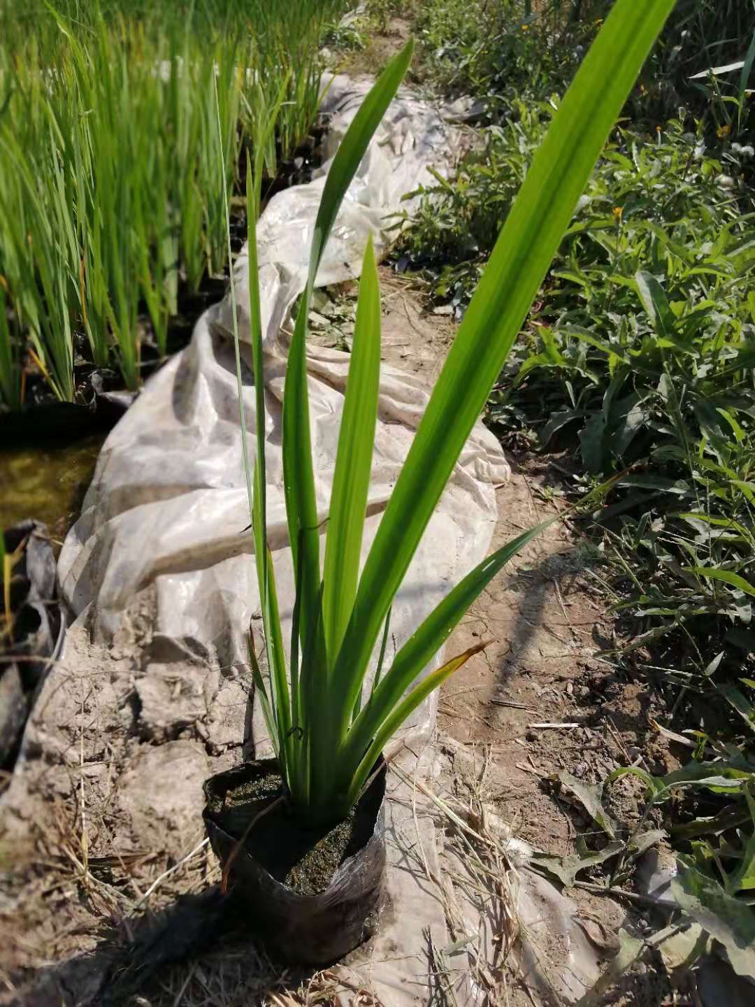 水菖蒲 小香蒲,香蒲